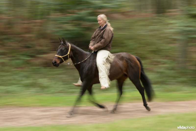 Ruiter en paard 