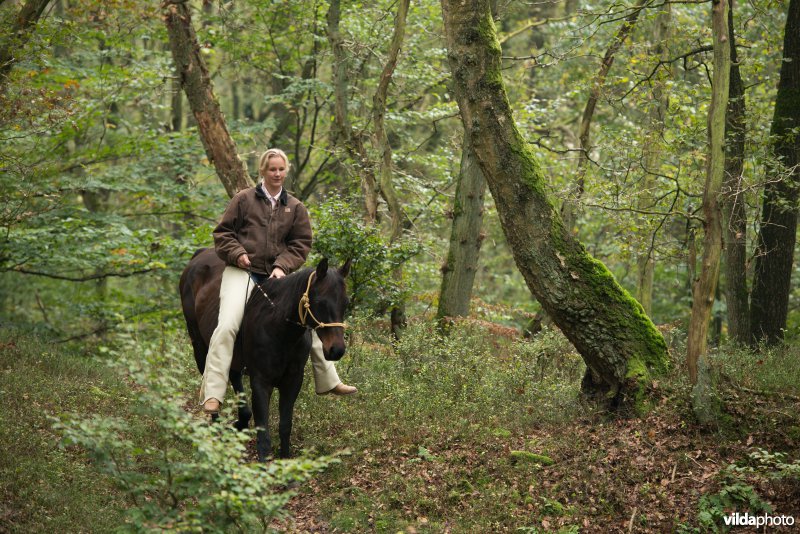 Ruiter en paard 