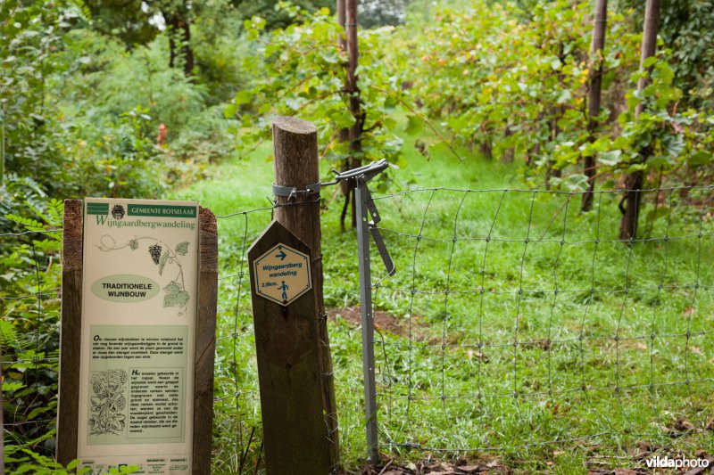 Infobord over de wijnteelt