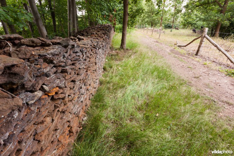 Wijngaardmuur