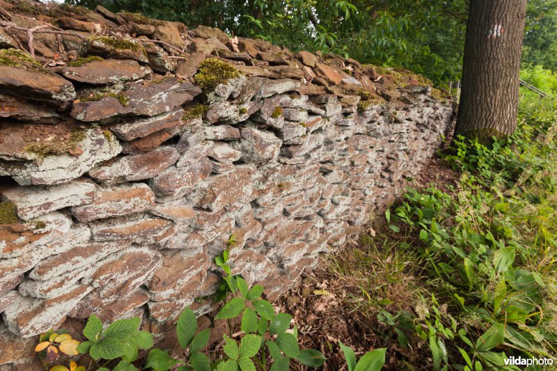 Wijngaardmuur