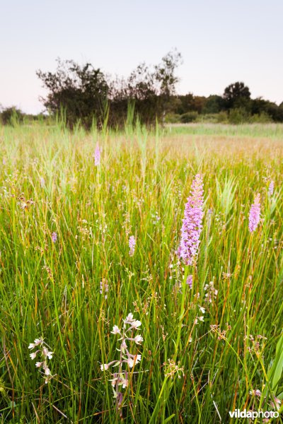 Orchideeëngrasland