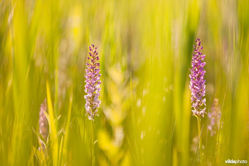 Orchideeën tussen het gras