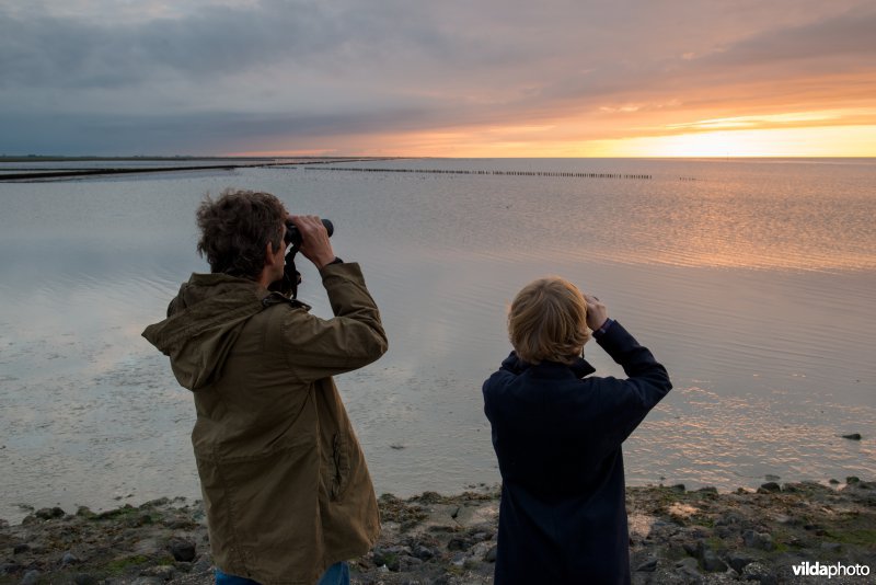 Vogels kijken