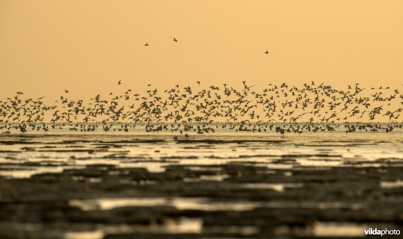 Wulpen en andere steltlopers op het Wad