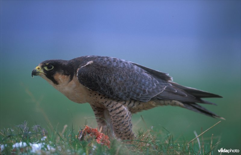 Slechtvalk eet een prooi