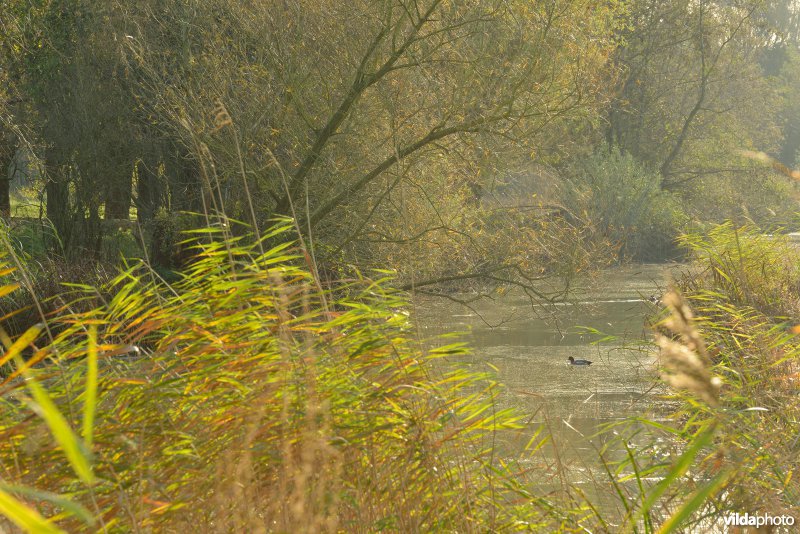 Natuurreservaat De Bourgoyen