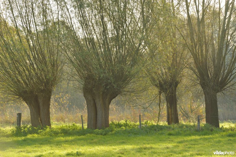 Natuurreservaat De Bourgoyen