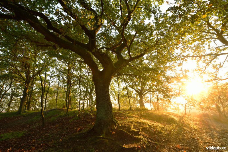 Natuurreservaat De Maten