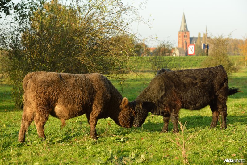 Hobokense polder