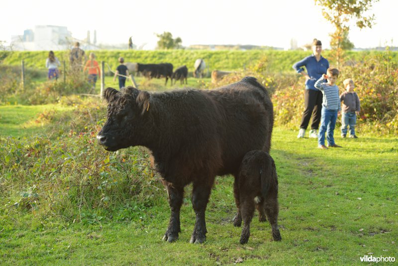 Wandelaars in de Hobokense polder