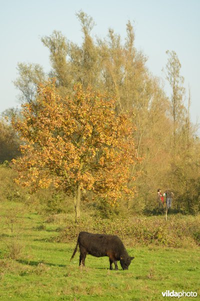 Hobokense polder