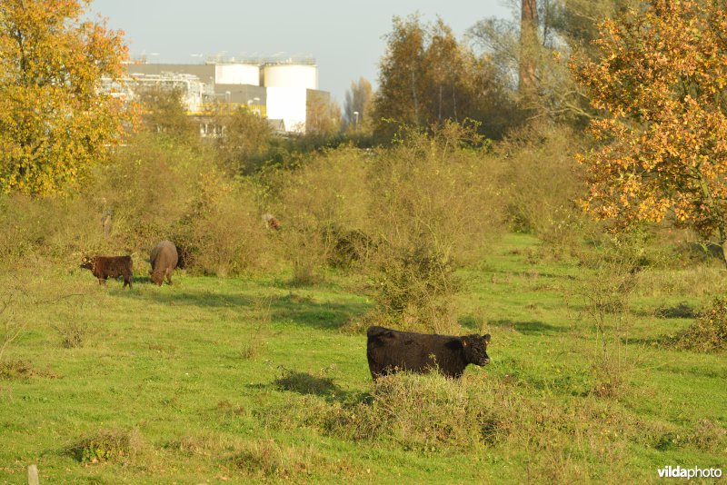 Hobokense polder