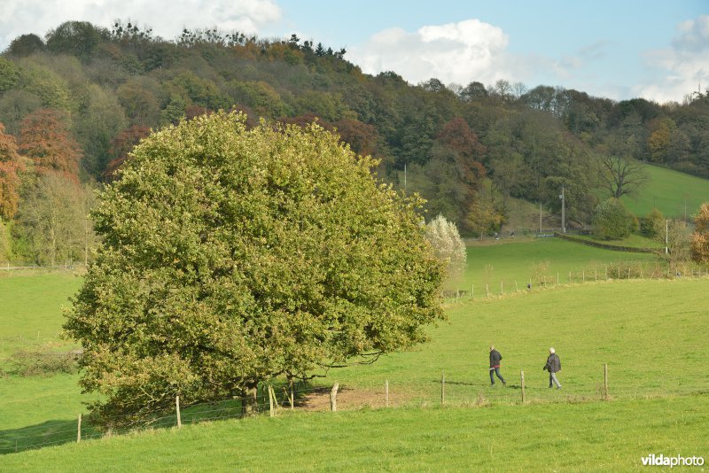 Altenbroek