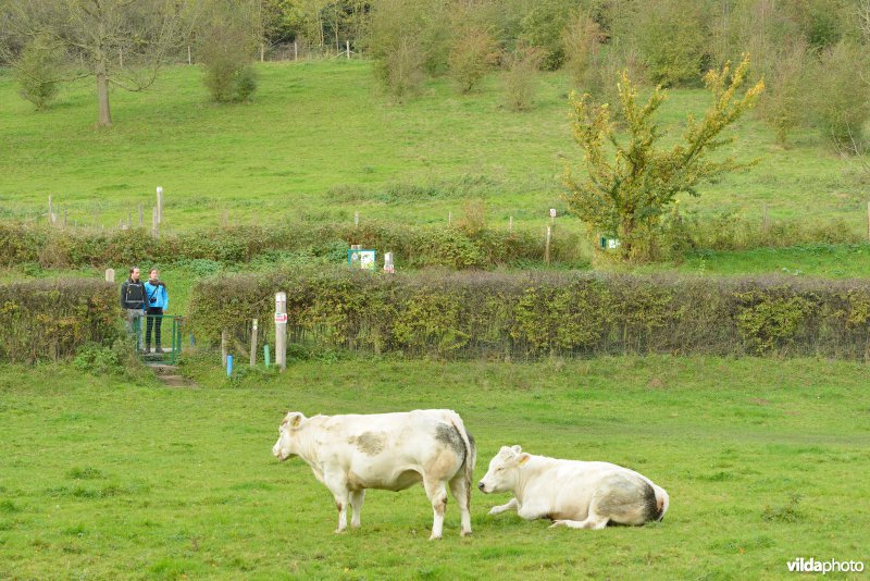 Altenbroek
