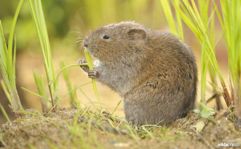 Westeuropese woelrat