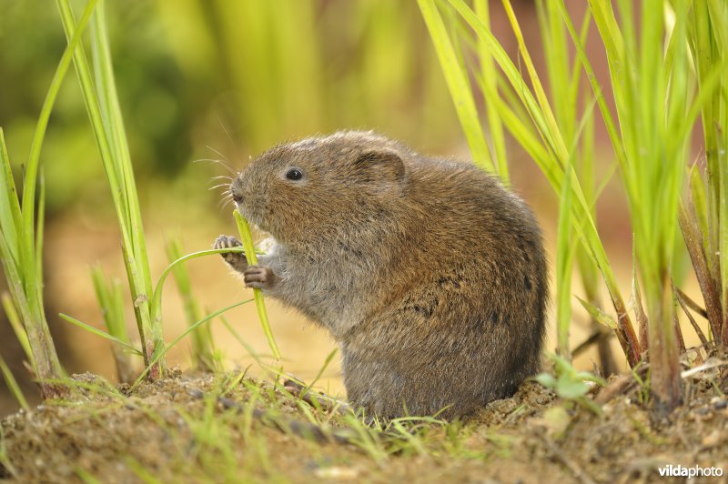 Westeuropese woelrat