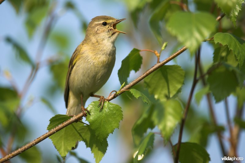 Zingende fitis in het bladerdek